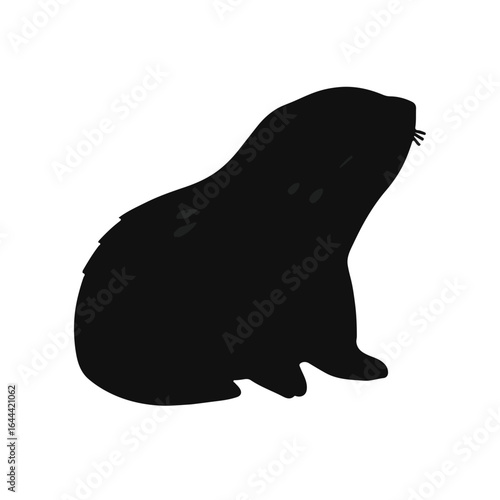 Black Mole Animal