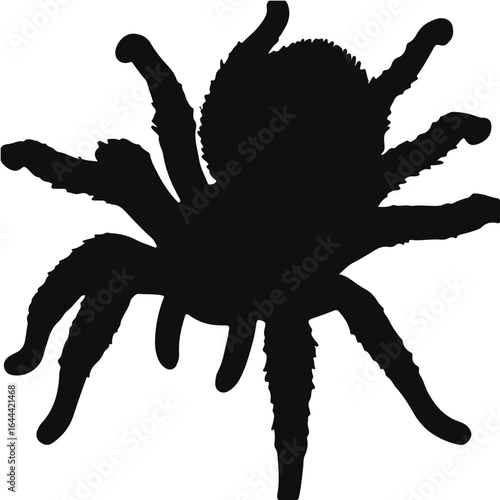 Mexican Fire-Leg Tarantula
