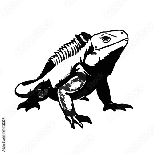 Marine Iguana Illustration