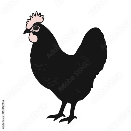Marans Chicken Animal