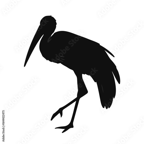 Marabou Stork