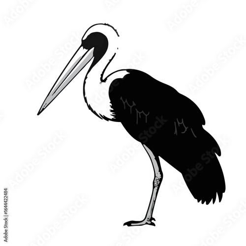 Marabou Stork Animal