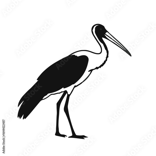 Fototapeta Marabou Stork Bird