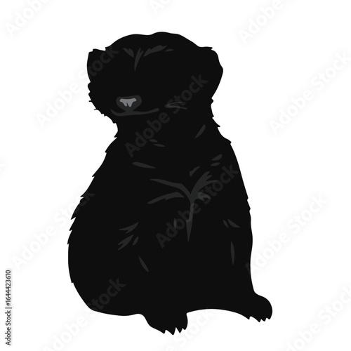 Black Meerkat Animal