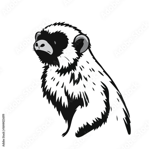 Black Marmoset Animal