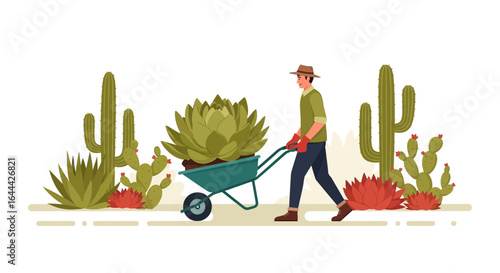 Man transporting succulent with wheelbarrow in desert garden illustrative vector