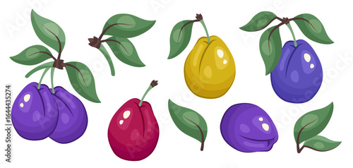 Set of color Plum isolated. Blue, yellow and red Whole plums on branch. Botanical template for packaging, design, print, fresh organic food clipart, eco product branding. Vector illustration