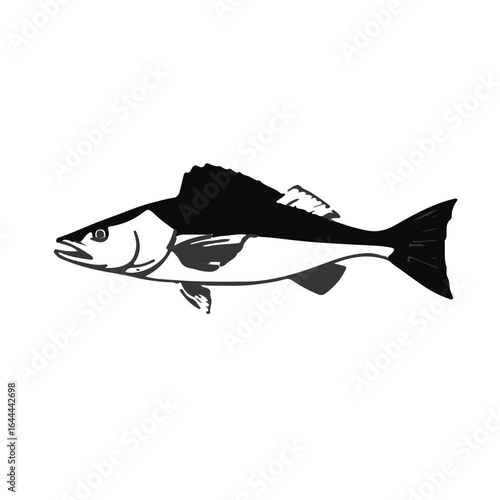 Australian Flathead Perch