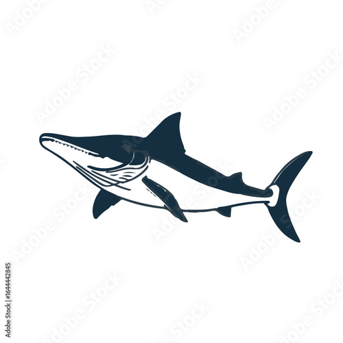 Atlantic Sturgeon Illustration