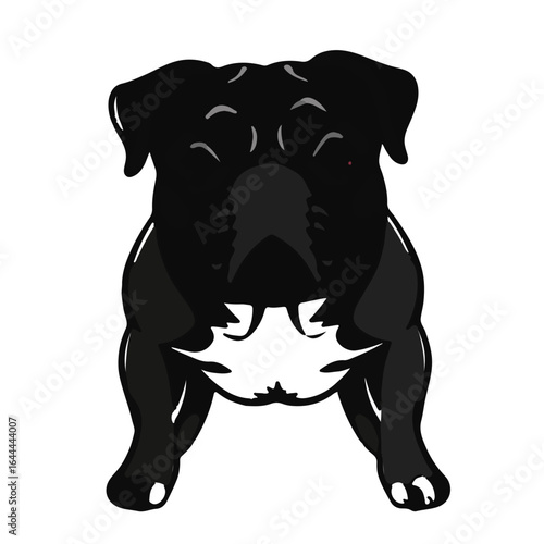 American Pugabull Pet Portrait