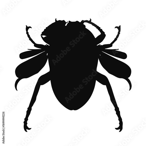 Ambrosia Beetle Illustration