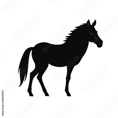 Black and White Zorse
