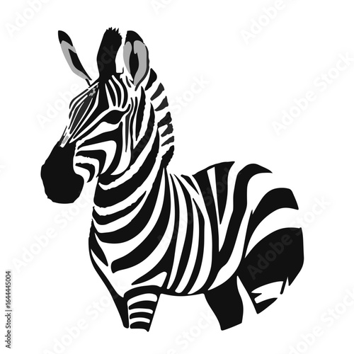 Black and White Zebra