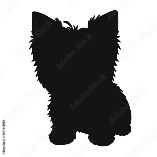 Yorkie-Bichon Mixed Breed Dog