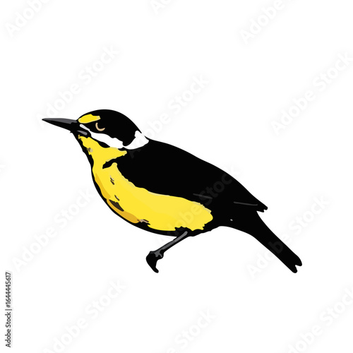 Yellow-Bellied Sapsucker Photograph