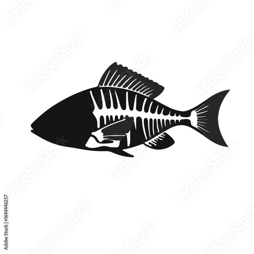Black X-Ray Tetra Animal