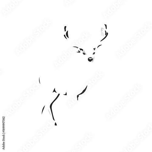 Black Whitetail Deer