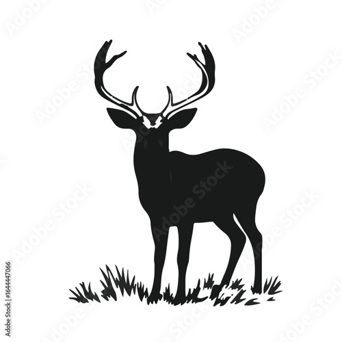 Whitetail Deer