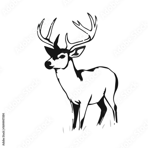 Whitetail Deer - Black