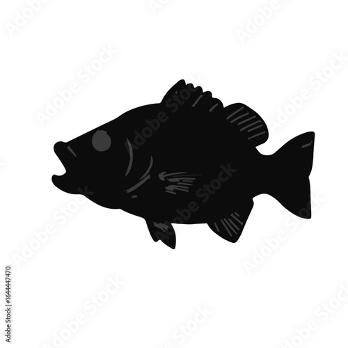 White Bass Animal