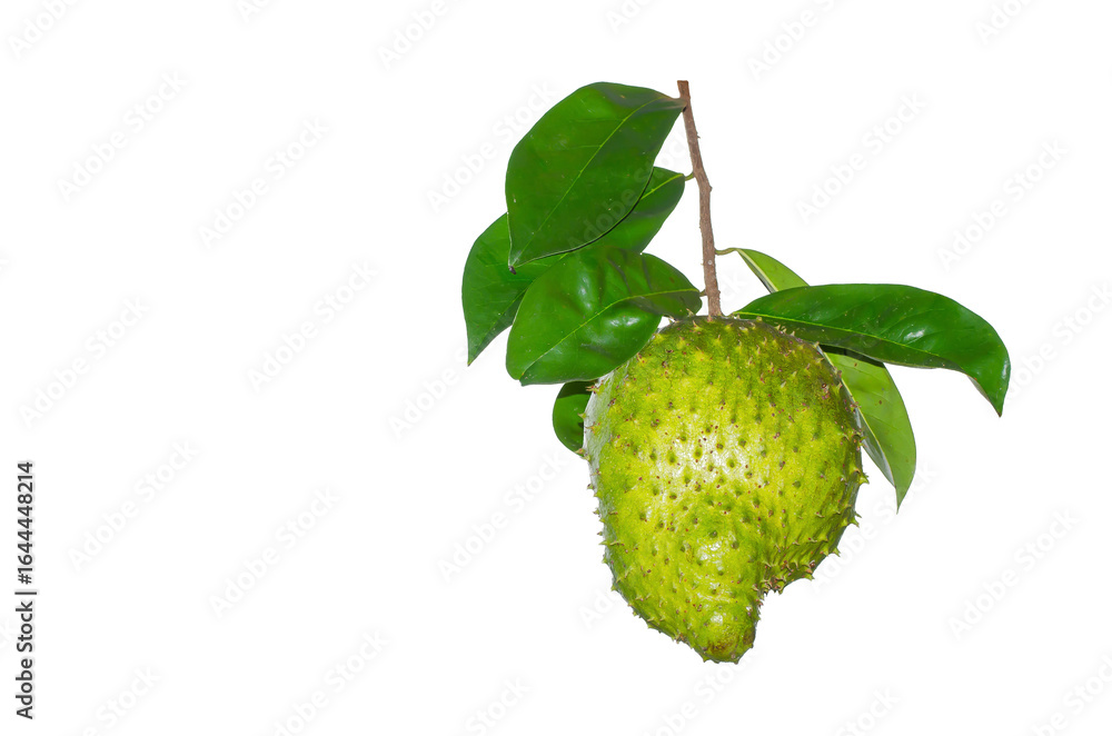 Φωτογραφία Soursop or Prickly Custard Apple (Annona muricata) with its green leaveson Transparent Background