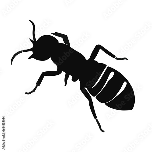 Black Termite Animal