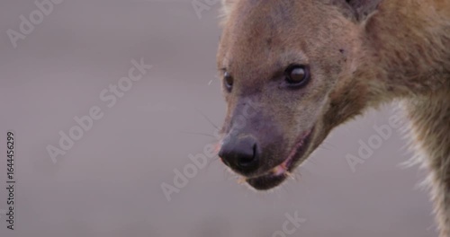 Close-up of of a Spotted Hyena's (Crocuta crocuta) head feeding on carcass in short green grass at daytime in Kenya