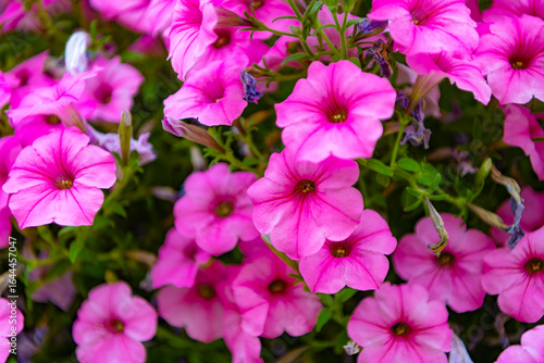Vivid flowering plant outdoor. Flower of petunia. Flowering plant. Petunia blossom. Vivid petunia garden flower growing. Fragrant bouquet. Petunia flower in nature. Summer nature
