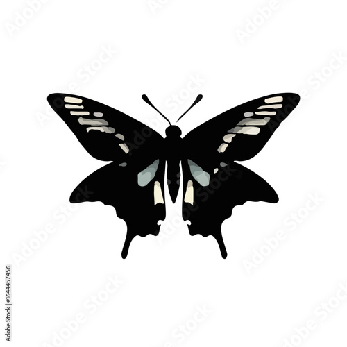 Black Swallowtail Butterfly