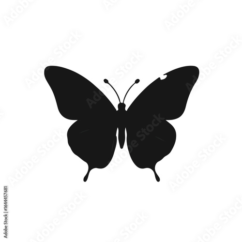 Black Butterfly Animal