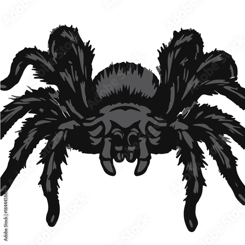 Curly-Haired Tarantula Illustration