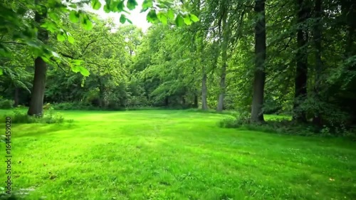 Lush green meadow surrounded by dense trees and foliage in a vibrant park scene