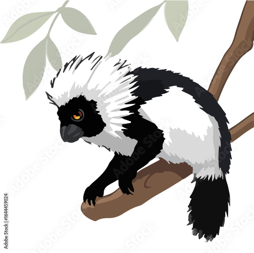Cotton-Top Tamarin Image