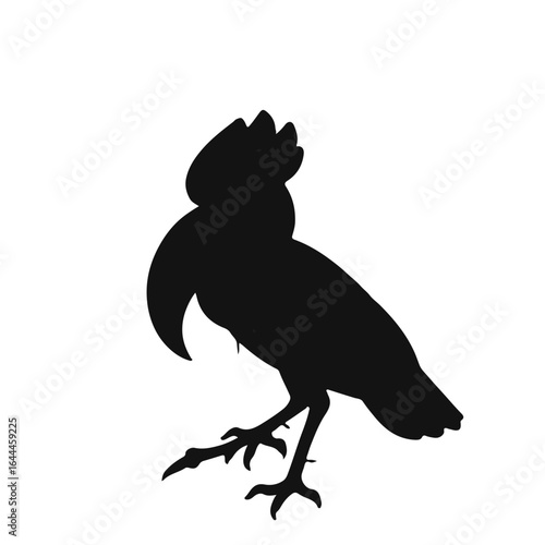 Black Corella Animal