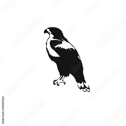 Cooper's Hawk Illustration