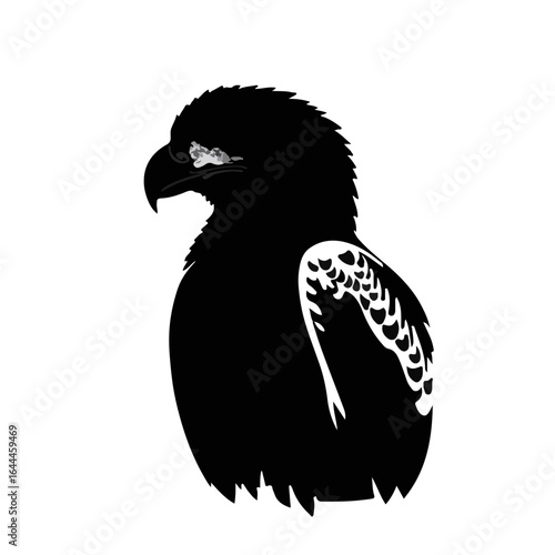 Common Buzzard Animal