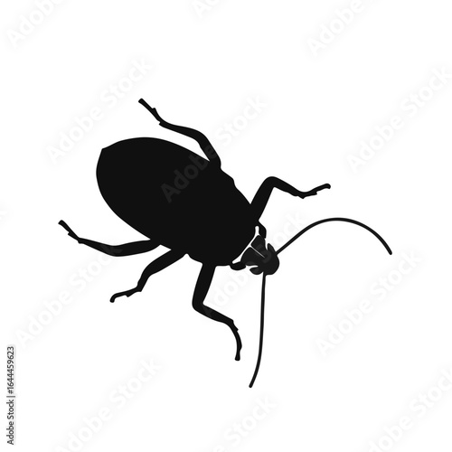 Black Cockroach Animal