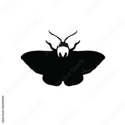 Clothes Moth Infestation