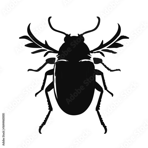 Christmas Beetle