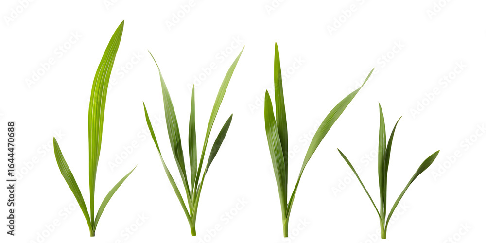 Fototapeta premium Close up view of four green grass blades of varying heights and thickness isolated on transparent background