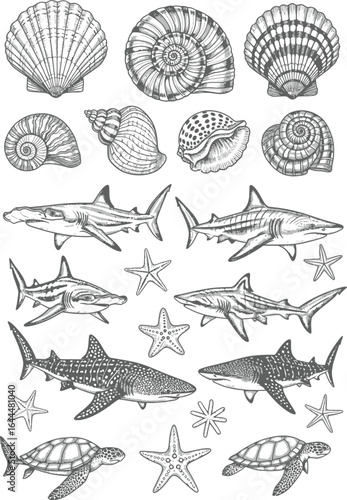 Collection of hand drawn nautical illustrations featuring various seashells sharks and starfish on a white background