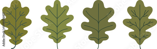 Four oak leaves with dark green veins appear simple and neat, over a transparent background