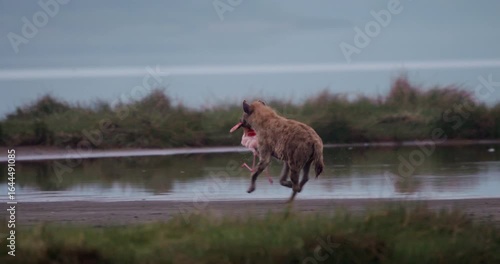 Wide pan of a Spotted Hyena (Crocuta crocuta) dragging a Lesser Flamingo along the lakeshore at daytime in Kenya