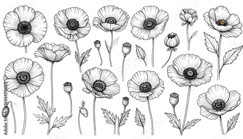 Artistic poppy flower arrangement hand drawn in black and white design