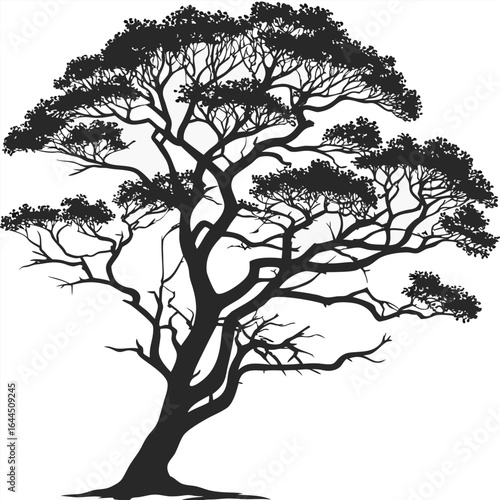 tree silhouette vector (Rainforest canopy tree)