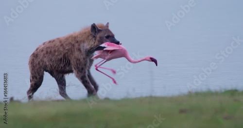 Wide gimbal tracking of Spotted hyena (Crocuta crocuta) carrying flamingo and eating head by waterbody in morning in Kenya