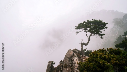 Misty mountain landscape with pine tree