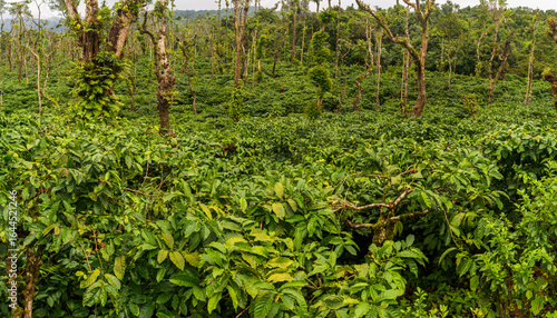landscape view of coffee plantation in Mudigere, India
