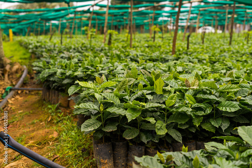 coffee tree nursery plantation in south india