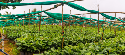 coffee tree nursery plantation in south india